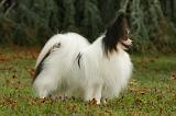 EPAGNEUL PAPILLON 037